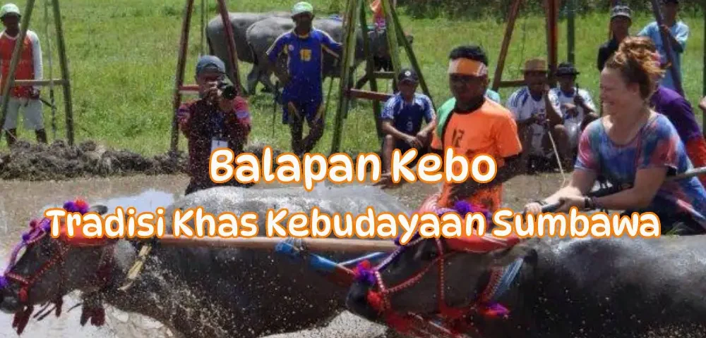 Balapan-Kebo-KhasKebudayaan-Sumbawa