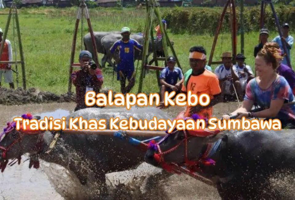Balapan-Kebo-KhasKebudayaan-Sumbawa