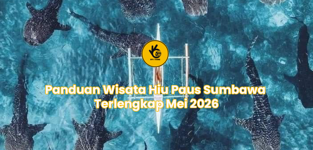 Panduan Wisata Hiu Paus Sumbawa Terlengkap Mei 2026