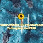 Panduan Wisata Hiu Paus Sumbawa Terlengkap Mei 2026