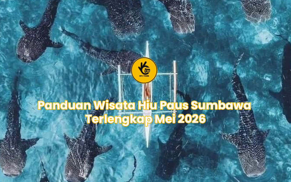 Panduan Wisata Hiu Paus Sumbawa Terlengkap Mei 2026